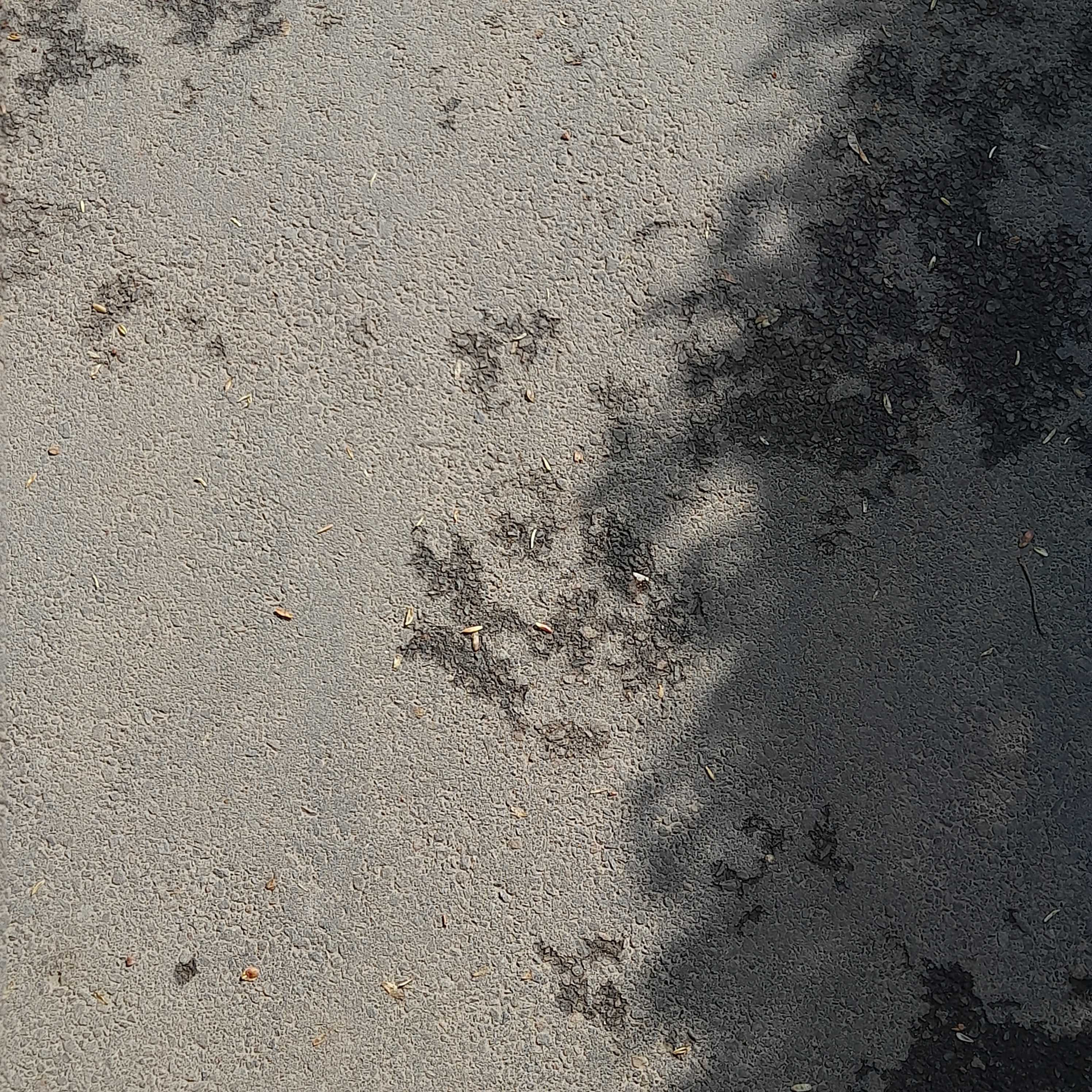 could be eyes